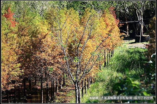 ★大溪馮媽崎落羽松秘境 (21).jpg