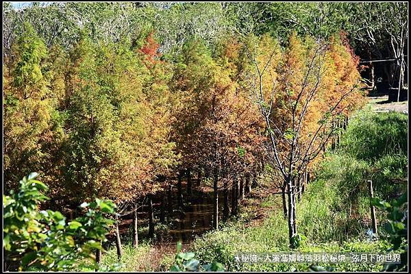 ★大溪馮媽崎落羽松秘境 (20).jpg