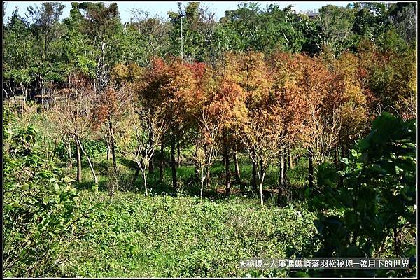 ★大溪馮媽崎落羽松秘境 (26).jpg
