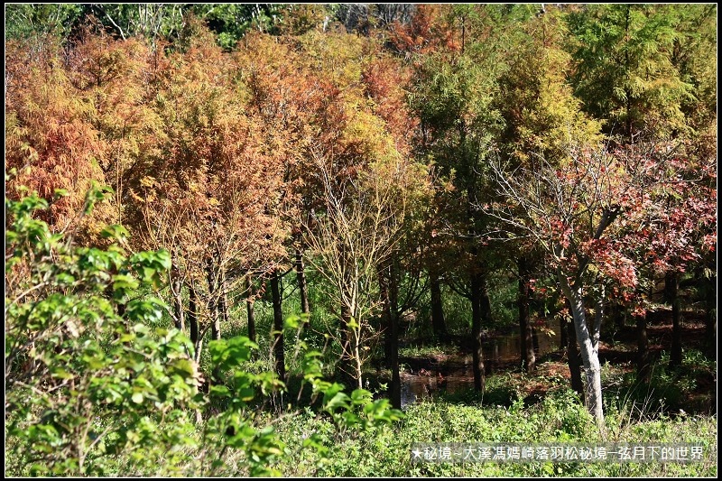 ★大溪馮媽崎落羽松秘境 (30).jpg