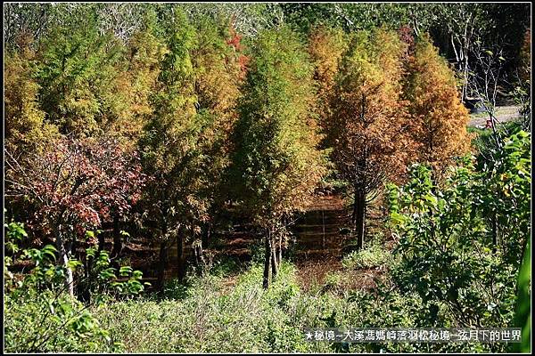 ★大溪馮媽崎落羽松秘境 (34).jpg