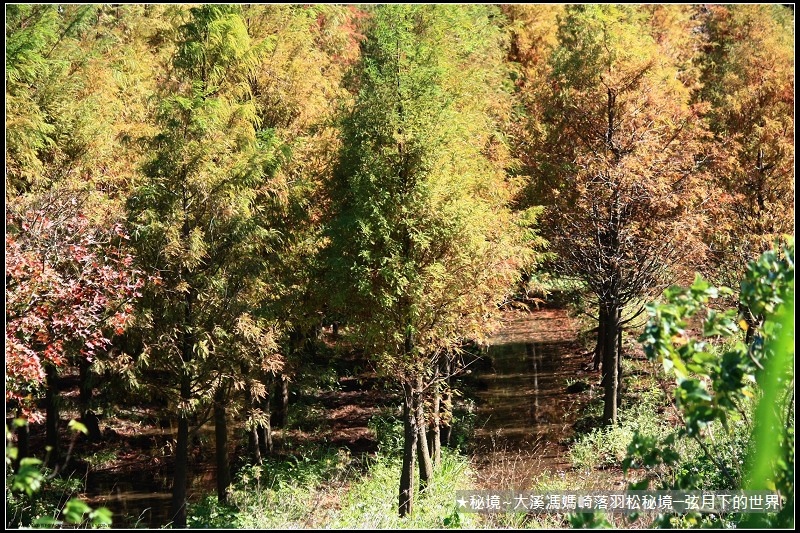 ★大溪馮媽崎落羽松秘境 (36).jpg