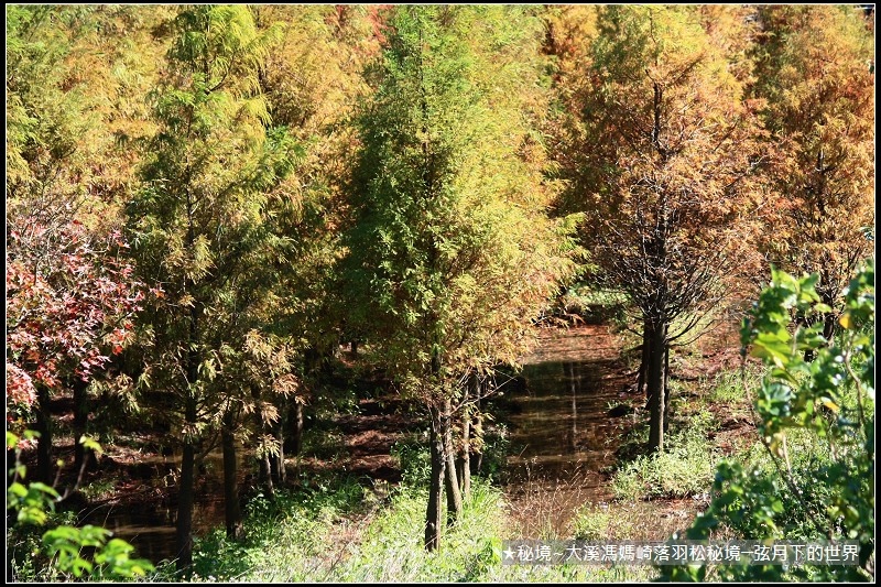 ★大溪馮媽崎落羽松秘境 (38).jpg