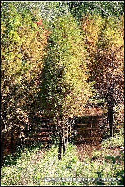 ★大溪馮媽崎落羽松秘境 (39).jpg