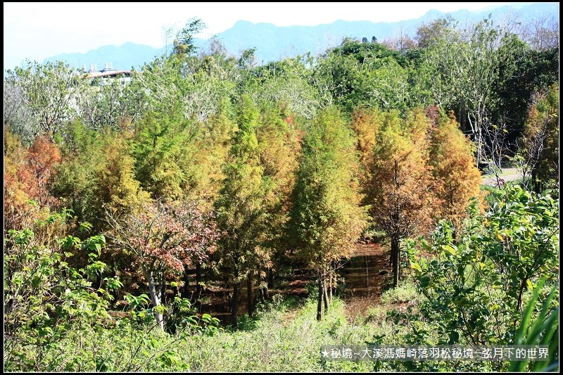 ★大溪馮媽崎落羽松秘境 (41).jpg