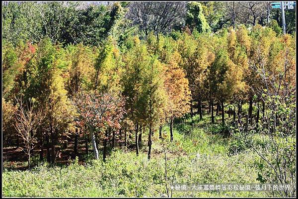 ★大溪馮媽崎落羽松秘境 (50).jpg