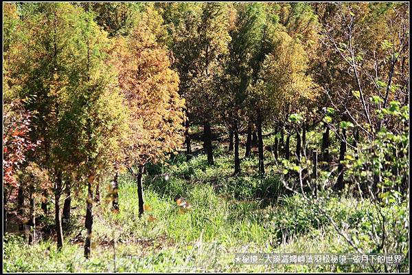 ★大溪馮媽崎落羽松秘境 (53).jpg