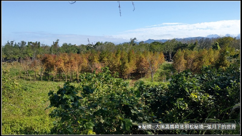 ★大溪馮媽崎落羽松秘境 (55).jpg