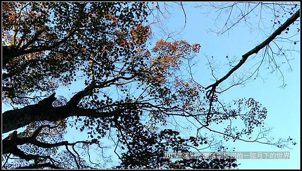 2017年溪洲公園落羽松初拍 (3).jpg