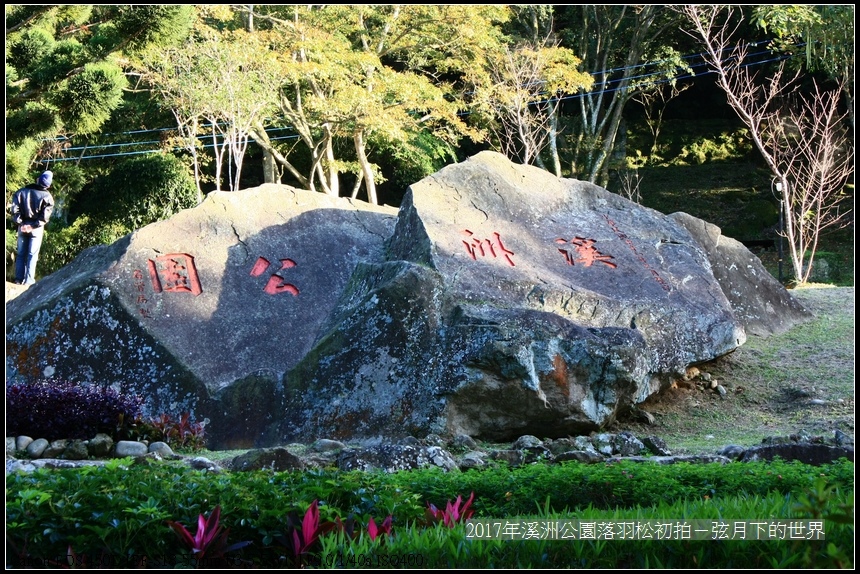 2017年溪洲公園落羽松初拍 (18).jpg