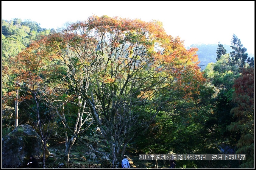 2017年溪洲公園落羽松初拍 (22).jpg