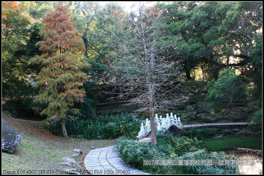 2017年溪洲公園落羽松初拍 (23).jpg