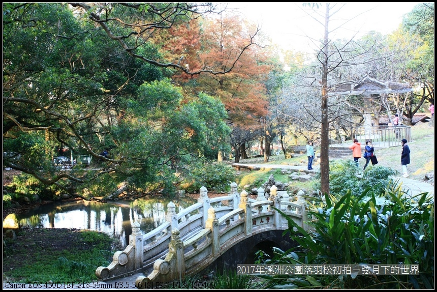 2017年溪洲公園落羽松初拍 (30).jpg