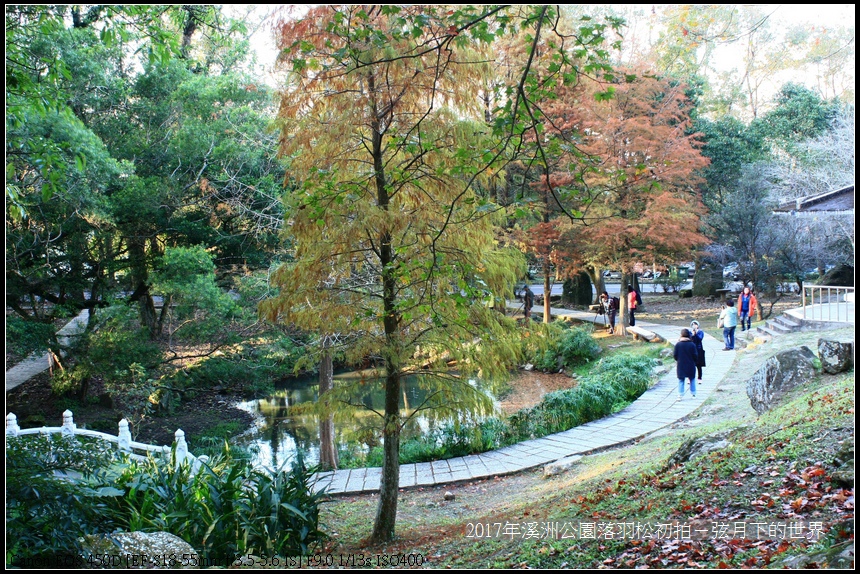 2017年溪洲公園落羽松初拍 (31).jpg