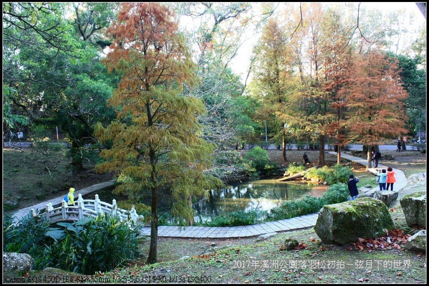 2017年溪洲公園落羽松初拍 (32).jpg