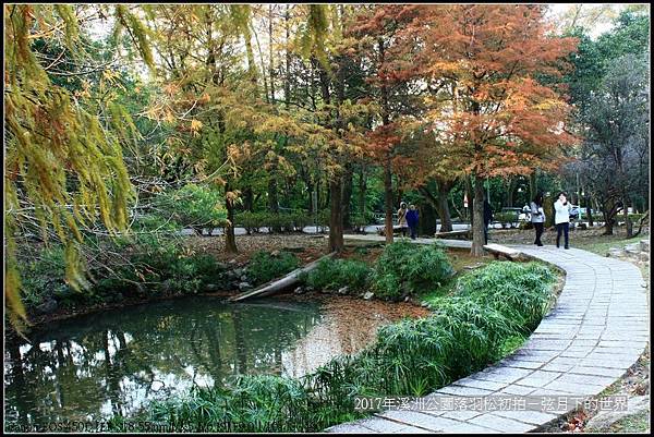 2017年溪洲公園落羽松初拍 (40).jpg