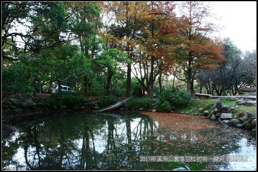 2017年溪洲公園落羽松初拍 (42).jpg