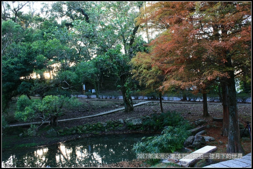 2017年溪洲公園落羽松初拍 (45).jpg