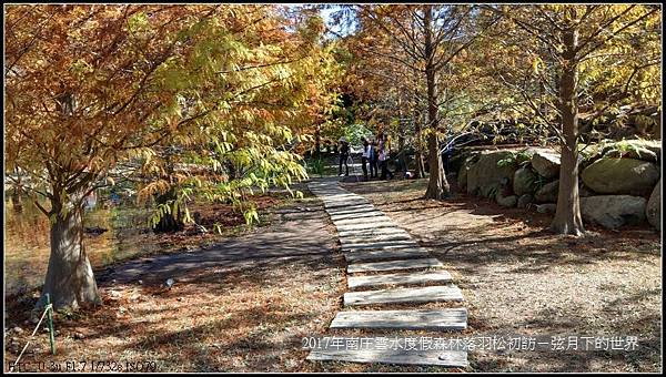 2017年南庄雲水落羽松初訪 (21).jpg