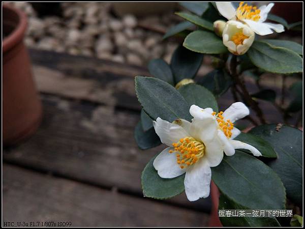 恆春山茶  (9).jpg