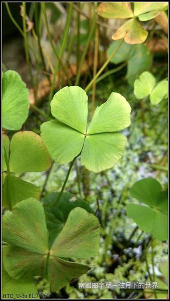 南國田字草 (9).jpg