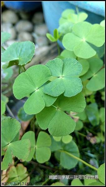 南國田字草 (27).jpg