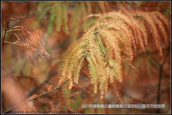 苗栗縣三義鄉鯉魚口落羽松 (7).jpg