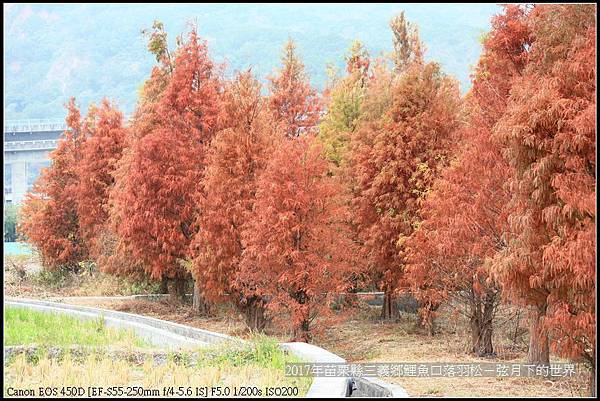 苗栗縣三義鄉鯉魚口落羽松 (11).jpg