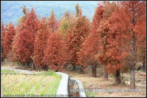 苗栗縣三義鄉鯉魚口落羽松 (13).jpg