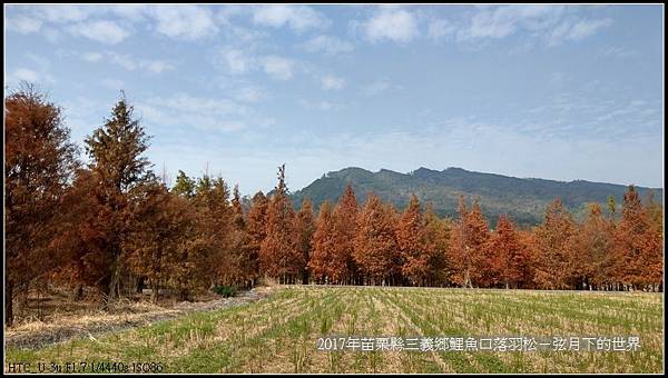 苗栗縣三義鄉鯉魚口落羽松 (27).jpg