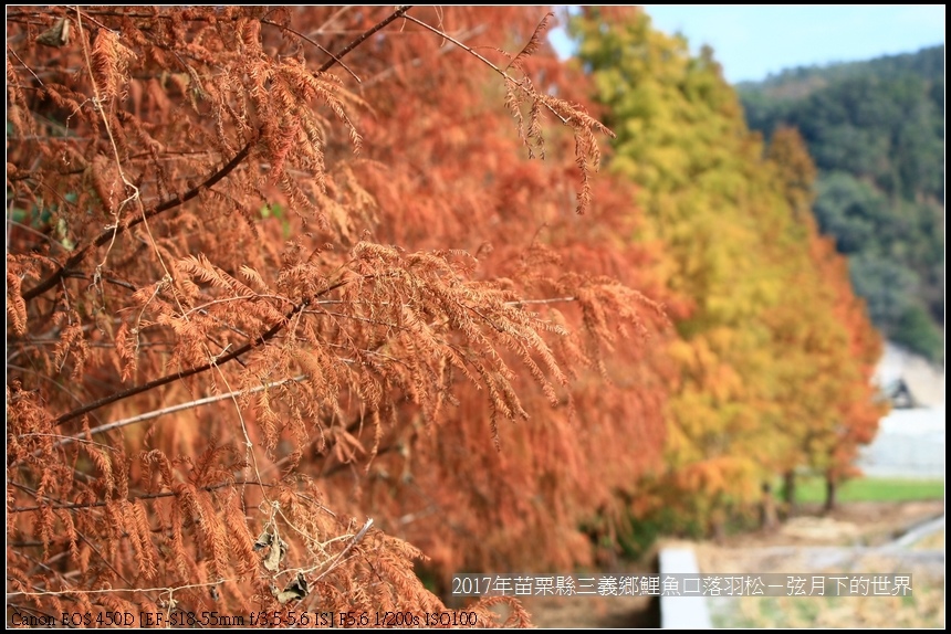 苗栗縣三義鄉鯉魚口落羽松 (46).jpg