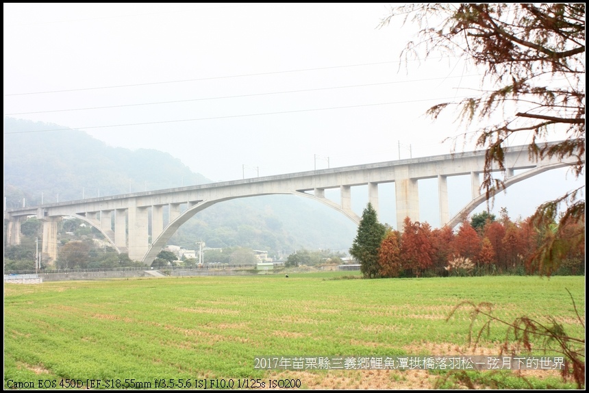 2018年三義鯉魚潭拱橋落羽松 (23).jpg