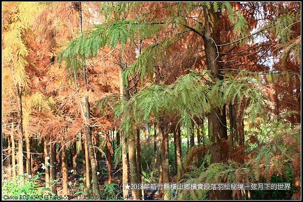 2018年1月橫山鄉落羽松秘境 (1).jpg