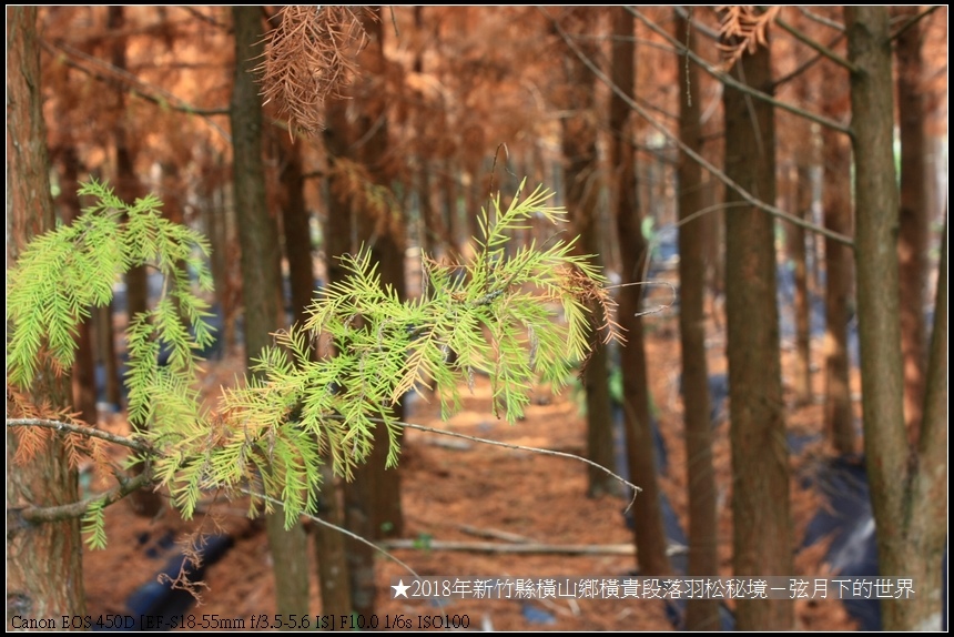 2018年1月橫山鄉落羽松秘境 (10).jpg