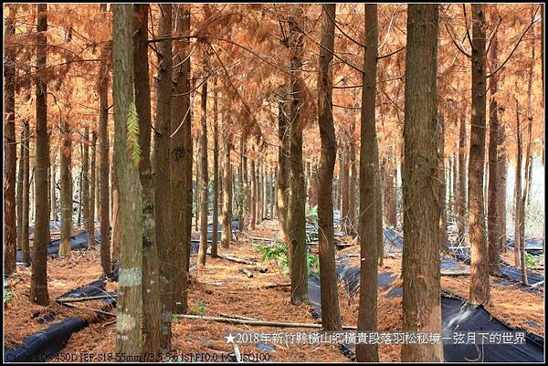 2018年1月橫山鄉落羽松秘境 (12).jpg