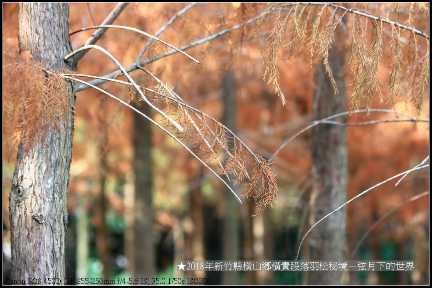 2018年1月橫山鄉落羽松秘境 (26).jpg