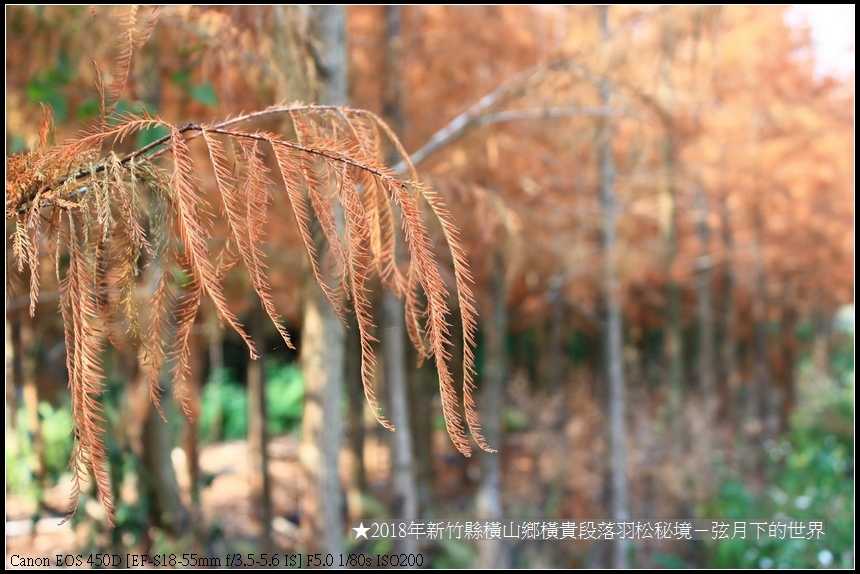 2018年1月橫山鄉落羽松秘境 (37).jpg