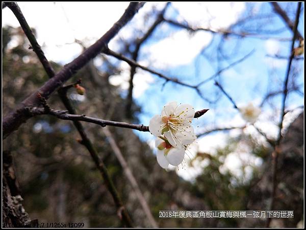 2018年角板山賞梅與楓 (21).jpg