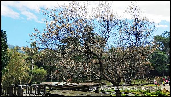 2018年角板山賞梅與楓 (25).jpg