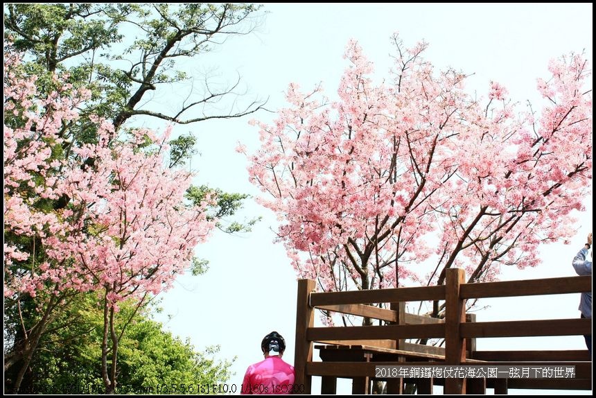 2018年銅鑼炮仗花初訪 (15).jpg