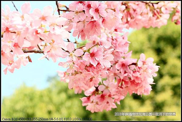 2018年銅鑼炮仗花初訪 (20).jpg