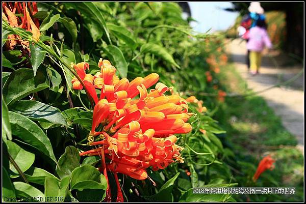 2018年銅鑼炮仗花初訪 (23).jpg