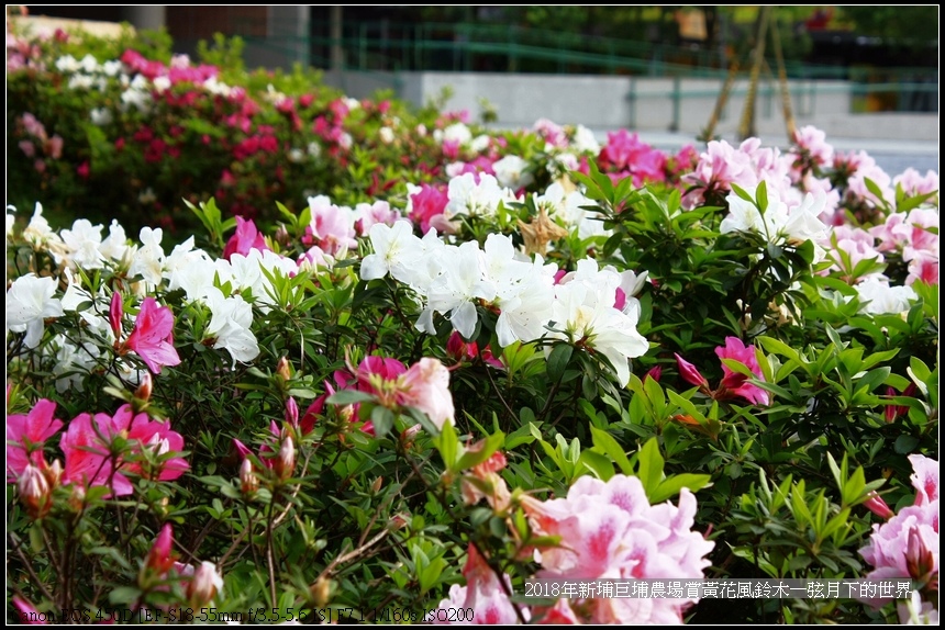 2018年中原大學賞杜鵑花 (13).jpg