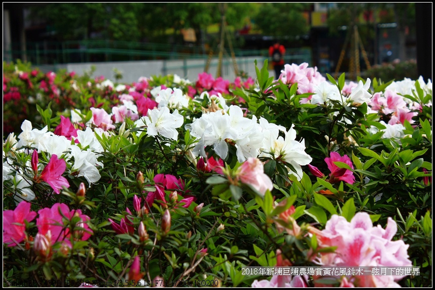 2018年中原大學賞杜鵑花 (14).jpg