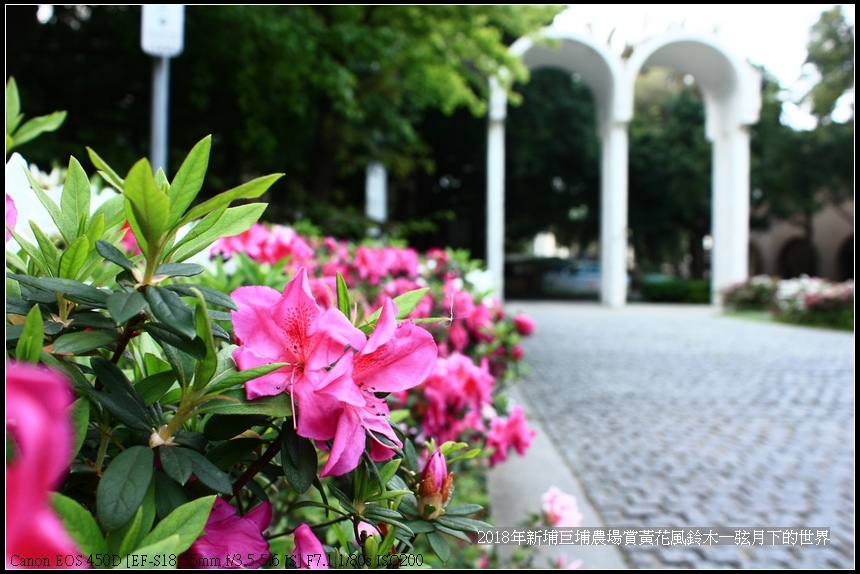 2018年中原大學賞杜鵑花 (18).jpg