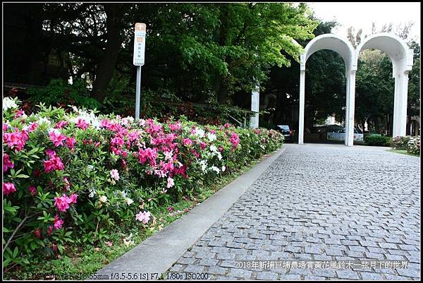 2018年中原大學賞杜鵑花 (19).jpg