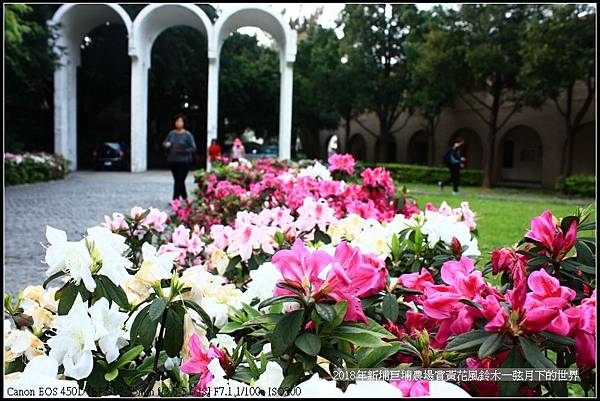 2018年中原大學賞杜鵑花 (21).jpg