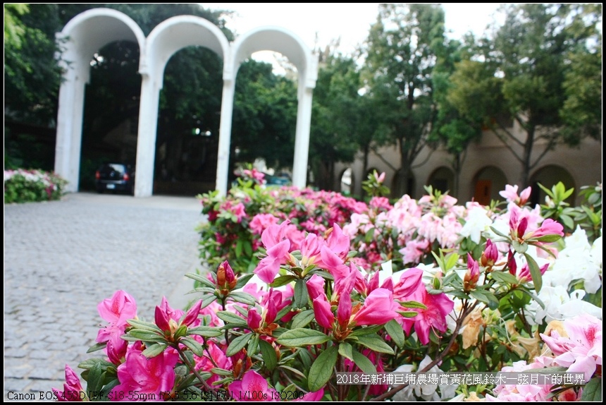 2018年中原大學賞杜鵑花 (22).jpg