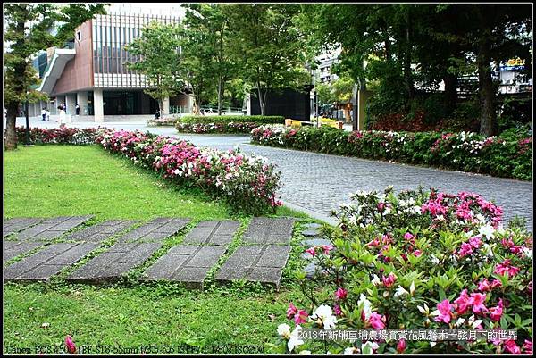 2018年中原大學賞杜鵑花 (28).jpg