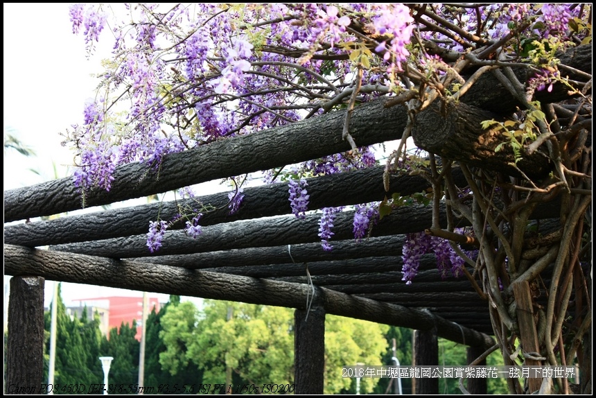 2018年3龍岡公園賞紫藤花 (4).jpg